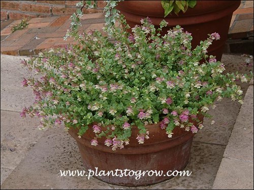 A nice 10 inch clay bulb pan of Kent Beauty